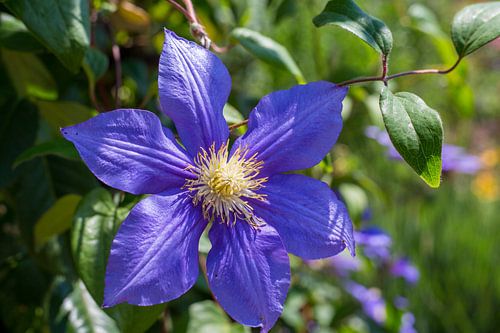 Clematis florida in bloementuin