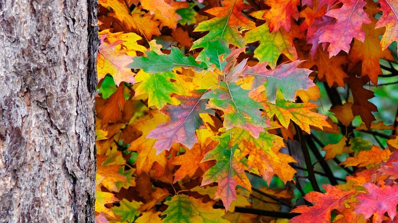 Autumn by Sabrina de Vries