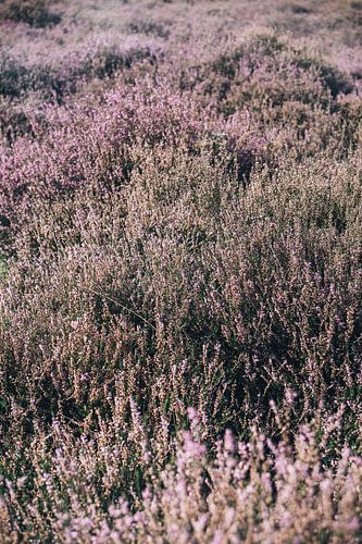 Purple Heather