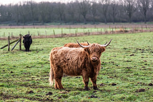 Schottische Highlanders auf der Wiese
