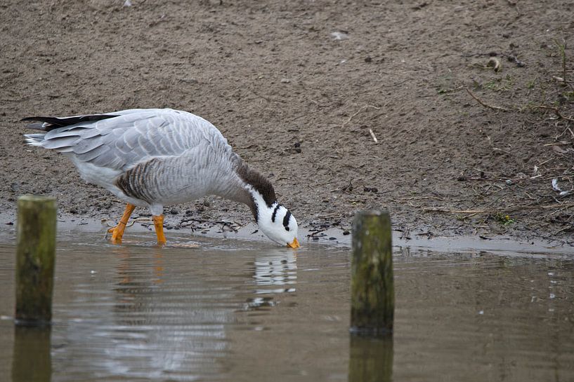 Indische gans by CreaBrig Fotografie