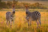 Zebras schauen in die Kamera. von Gunter Nuyts Miniaturansicht