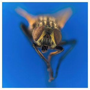 Nur eine neugierige Fliege