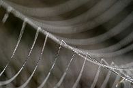Detail van een bedauwde spinnenweb. van Astrid Brouwers thumbnail