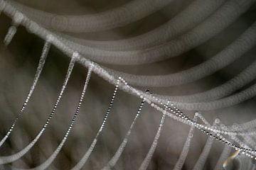 Detail of a dewy spiderweb.