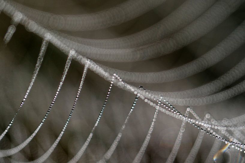 Detail of a dewy spiderweb. by Astrid Brouwers