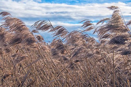 Wuivend riet in de wind
