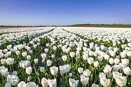 Flower power! by Robert Kok