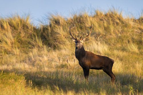 cerf fier dans les dunes sur Daniela Beyer