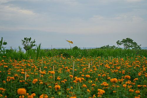 Ein Feld mit Ringelblumen