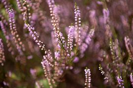 Horse heather in bloom in drenthe by Karijn | Fine art Natuur en Reis Fotografie