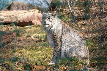 Lynx in het Harz gebergte van t.ART