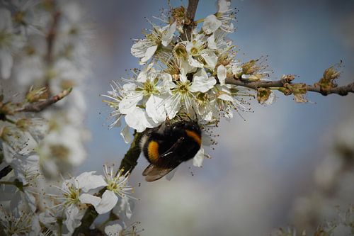 Biene, die sich zur Bestäubung hinsetzt