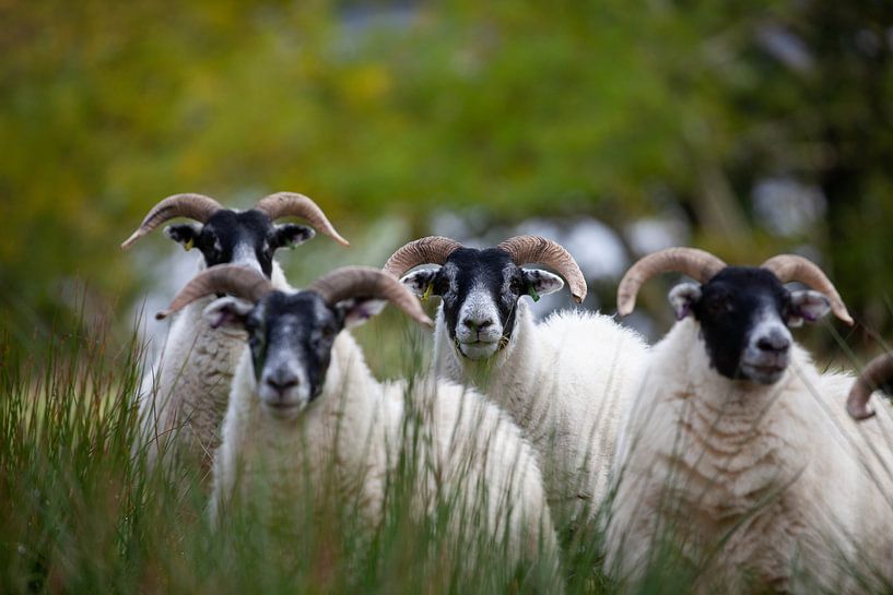 Chevreuils écossais par Paul Vergeer