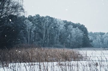Winter lake with reeds and frost-covered forest in the background.