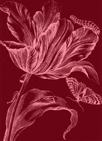Tulip in Venetian Red