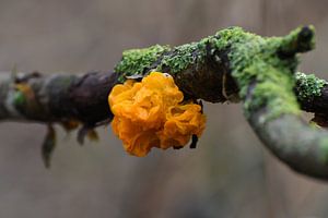Champignon de la trilogie jaune / Goldgelber Zitterling