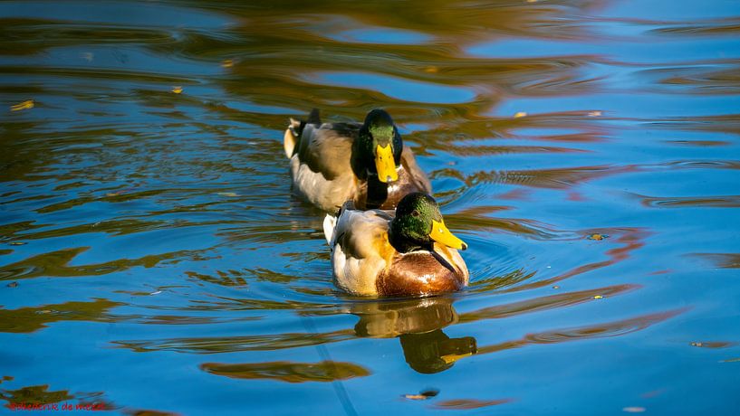 Nature and animals by Diederik De Mezel