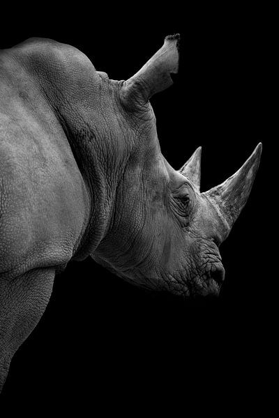 Rhinocéros par Mirthe Vanherck