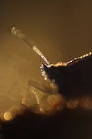 Bokeh-Schmetterling
