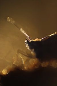 Papillon Bokeh