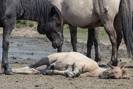 Zonnende veulen von Mark Benthem