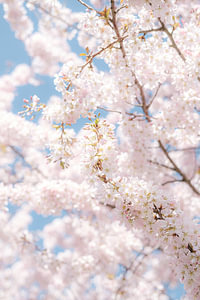 Japanische Kirschblüte