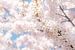 Japanse kersenbloesem van Melissa Peltenburg