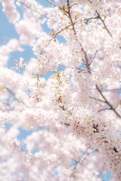 Japanische Kirschblüte von Melissa Peltenburg