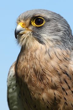 Turmfalke (Falco tinnunculus) von Ronald Pol