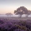 Bruyère brumeuse en fleur sur Tim Vlielander