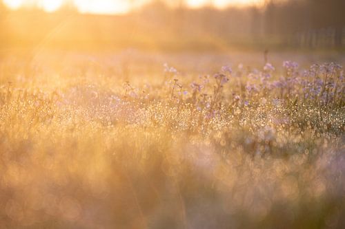 Zonsopkomst bij veld pinksterbloemen | Goud geel