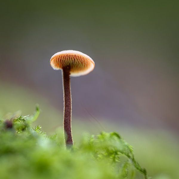Ohrwurm-Pilz von Anouk de Vries