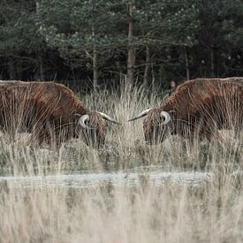 schotse hooglanders van Jan van den Heuij