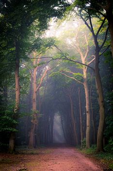 Corversbos, der Weg nach Gooilust