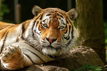 Tigre du Bengale couché sur Dennis Schaefer