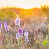 Bloeiende orchideeën in de duinen van Hilda Weges