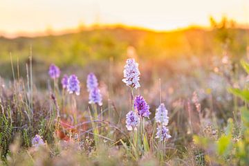 Blühende Orchideen in den Dünen