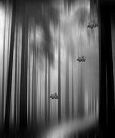 Black Forest