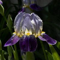 THE IRIS
