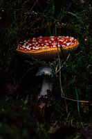 La magie de la nature
