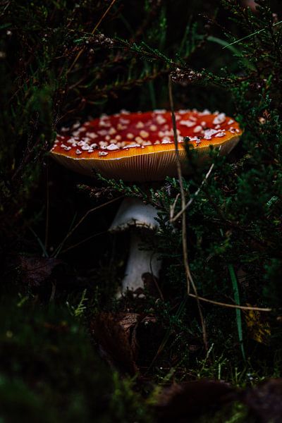 The magic of nature by Pamella Peverelli