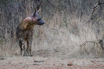 DL'esprit du désert : la hyène brune sur Lex van Doorn