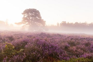 Paarse heide Bakkeveense duinen van Lisannesfotografie