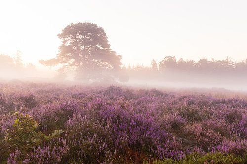 Paarse heide Bakkeveense duinen