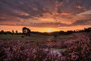 Brunssummerheide