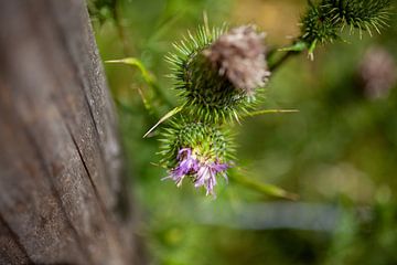 Thistles on the barbed wire fence by Petra Dreiling-Schewe