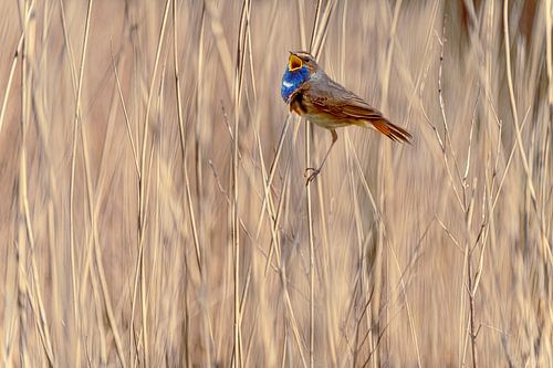 Bluethroat singing in the reeds