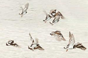 Dansende vogels van Ellen Driesse