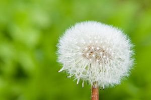 Paardebloem pluizen
